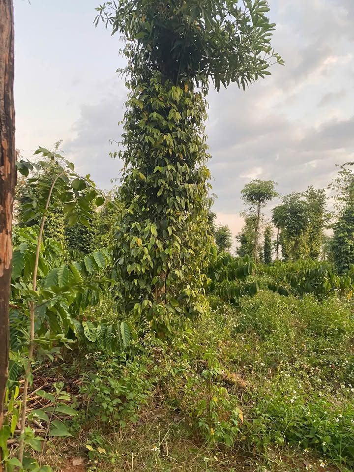 Đất nền 10800m² tại xã Ea Kiết, huyện Cư M'gar - Giá thỏa thuận cực hấp dẫn!