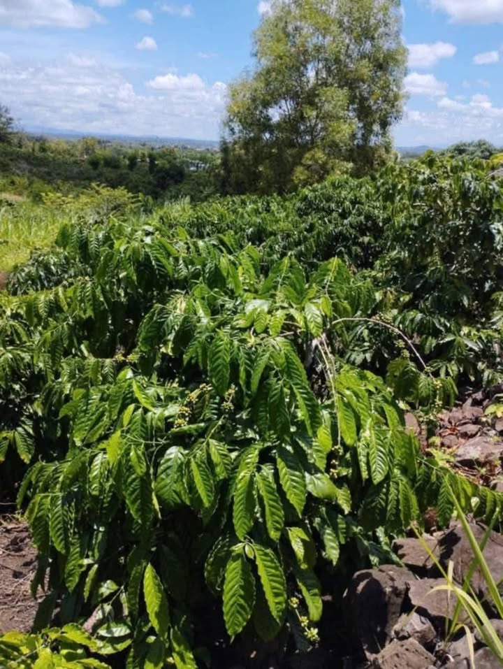 Đất 5 sào thôn 7, xã Ea Siên, Buôn Hồ, chỉ 450 triệu - Cơ hội đầu tư hiếm có!