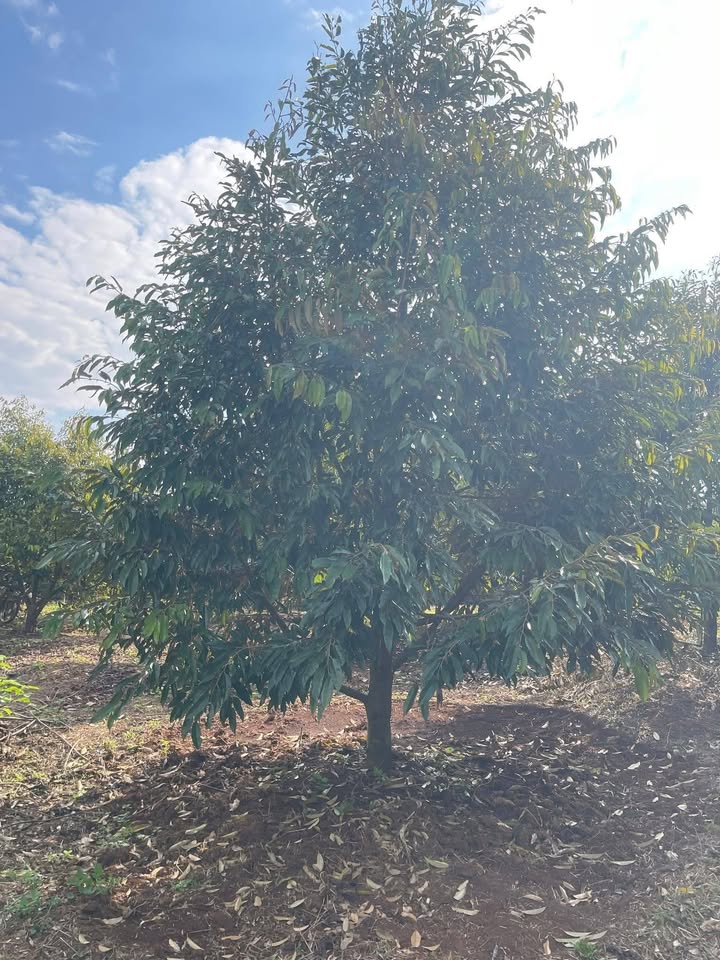 Farm sầu riêng 1ha tại Ea H'đinh, Cư M'gar - Giá thỏa thuận hấp dẫn!