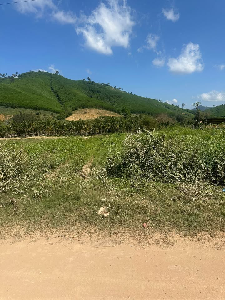 Đất thổ cư mặt đường tỉnh lộ 12, Krông Bông, 3600m² giá 90 triệu/m - Cơ hội đầu tư lý tưởng!