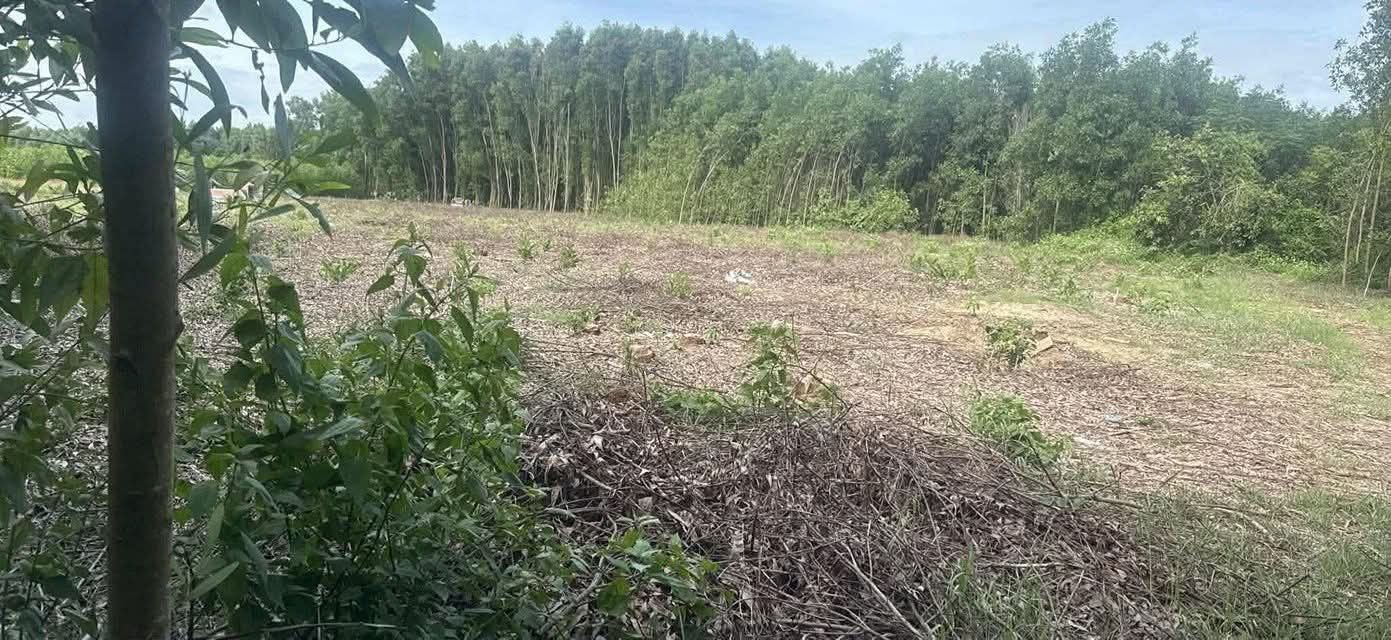 Đất nền ven biển Dũng Quất Sa Huỳnh 1700m² giá 300 triệu - Cơ hội đầu tư tuyệt vời!