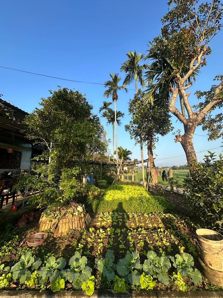 Lô nhà vườn 500m² tại đường Hoàng Văn Thái, Đà Nẵng - Giá chỉ 2 tỷ