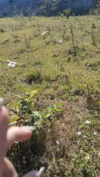 Đất nền Đà Phú, Đà Lạt 77m² giá 420 triệu - Đường ô tô vào tận nơi!