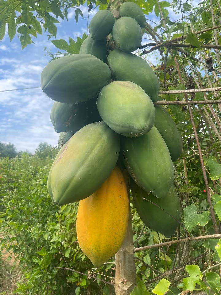 Đất nền Trảng Bom 35m² chỉ từ 1.5 tỷ - Sổ đỏ chính chủ sẵn sàng giao dịch!