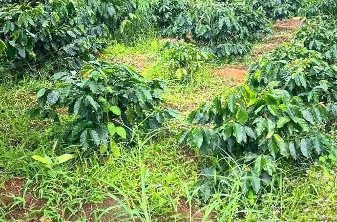 Đất Farm 1ha tại Thôn 10, Ea Hiao, Đắk Lắk giá 1.2 tỷ - Đầu tư tiềm năng!