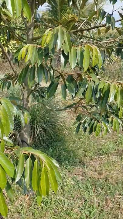 Đất nền 28800m² tại xã Đa Mi, huyện Hàm Thuận Bắc, giá 2 tỷ - Cơ hội đầu tư hấp dẫn!