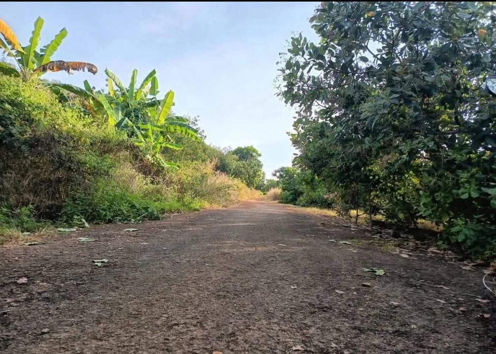 Đất mặt tiền đường nhựa 200m tại Tân Lợi, Đồng Phú - Giá 2.2 tỷ thương lượng