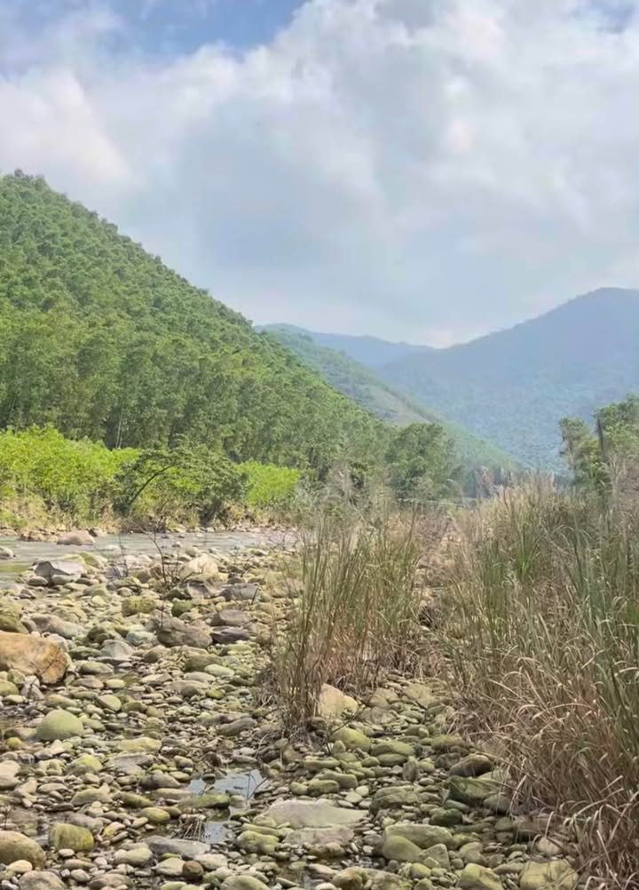 Đất trồng cây 2039m² tại Phú Lộc giá 550 triệu - Sổ hồng sẵn!