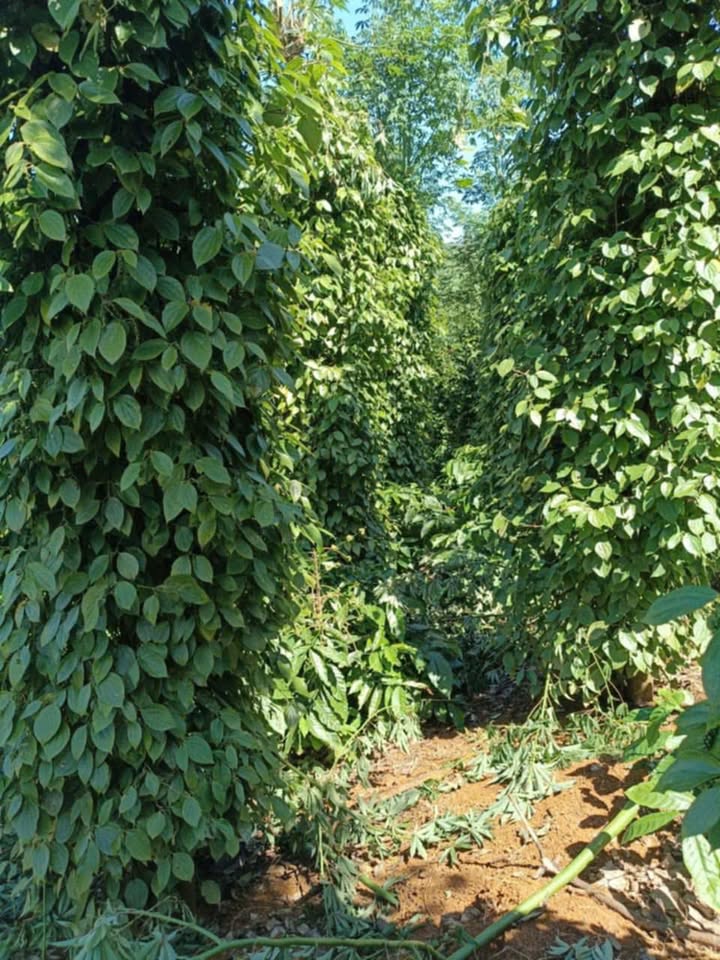 Đất nền 18.000m² tại xã An Phú, Huyện Hớn Quản - Giá chỉ 1,3 tỷ VND!