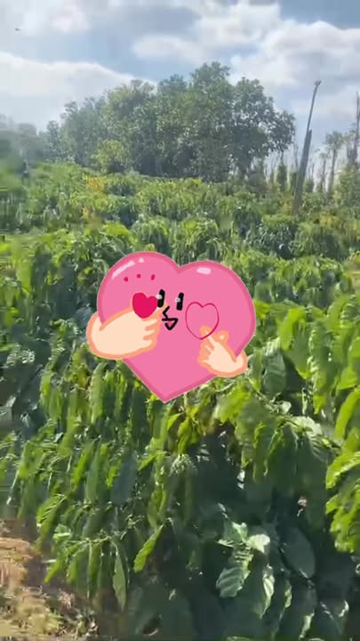 Đất Farm 2ha tại Xã Ia Phang, Huyện Chư Pưh, Gia Lai - Giá chỉ 5 tỷ