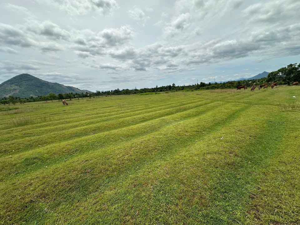 Đất Farm Thôn Tầm Ngân, Ninh Sơn 3000m² giá 435 triệu - Tiềm năng phát triển lớn!