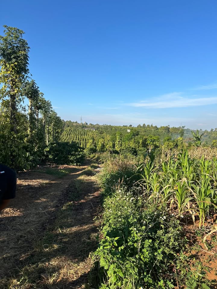 Đất nền chính chủ Đinh Tiên Hoàng, 240m² giá 1.85 tỷ - Cơ hội đầu tư hấp dẫn!