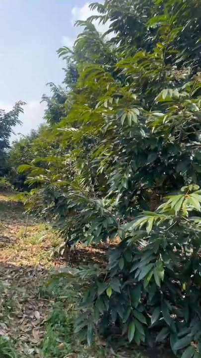 Đất Farm 1ha tại Đồng Nai, Bù Đăng giá 4.9 tỷ - Mặt tiền đường nhựa thông thoáng!