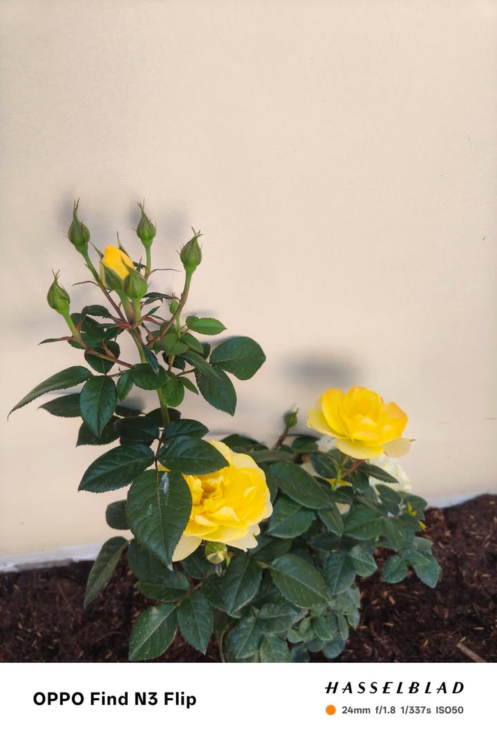 Nhà riêng Long Hải 100m² giá 1.35 tỷ - Chỉ vài bước ra biển!