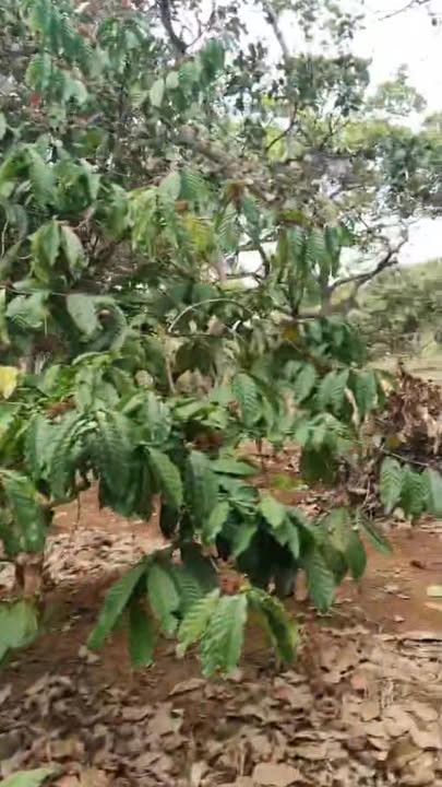 Đất Farm 1,6ha tại Huyện Bù Đăng, Bình Phước giá 1,6 tỷ - Cơ hội đầu tư tuyệt vời!