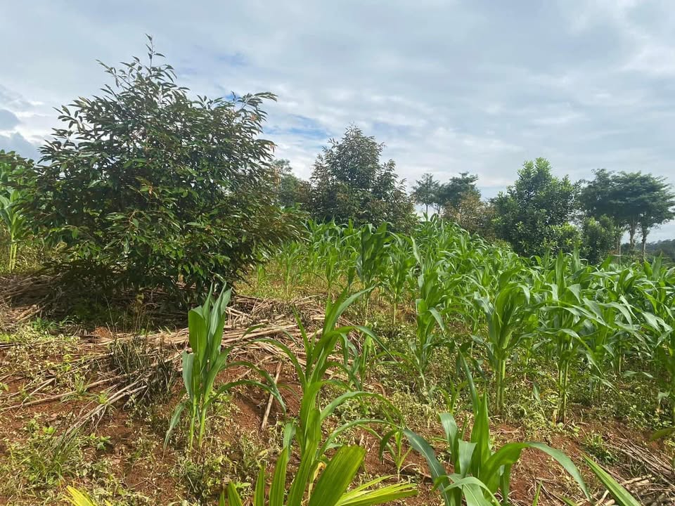 Farm 1.1 hecta Phường Đoàn Kết, Buôn Hồ chỉ 2.1 tỷ - Đầu tư sinh lời ngay!