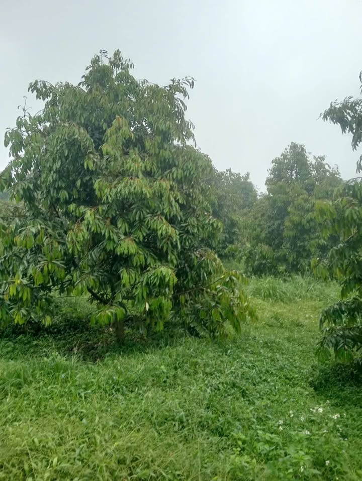 Đất nông nghiệp 2ha ở Ea Nam, Đắk Lắk giá 12 tỷ - Đầu tư sinh lợi bền vững!