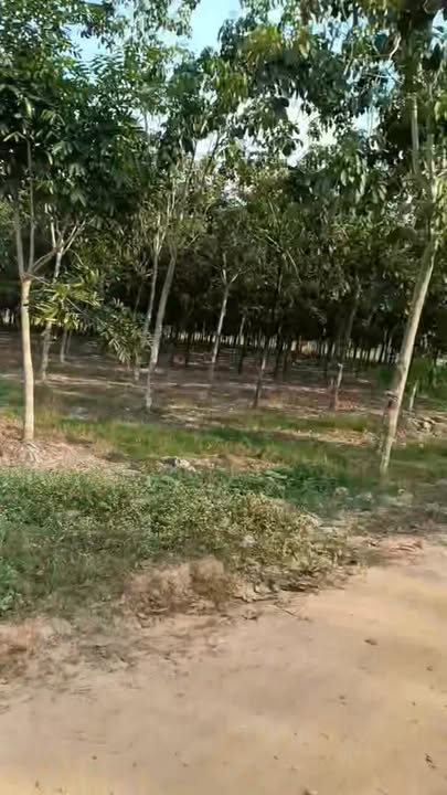 Farm 14.000m² tại xã Trà Vong, huyện Tân Biên giá 1.2 tỷ - Đầu tư sinh lời tiềm năng!