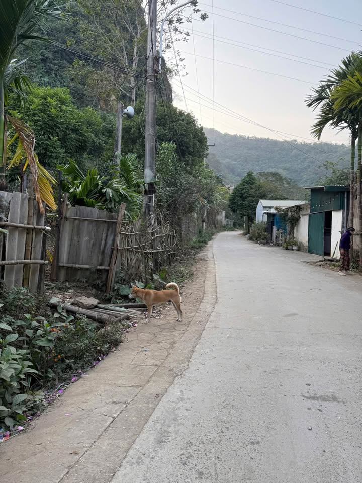 Lô đất CLN 740m² tại Phường Hữu Nghị, giá 1,5 tỷ - Cơ hội đầu tư hấp dẫn!