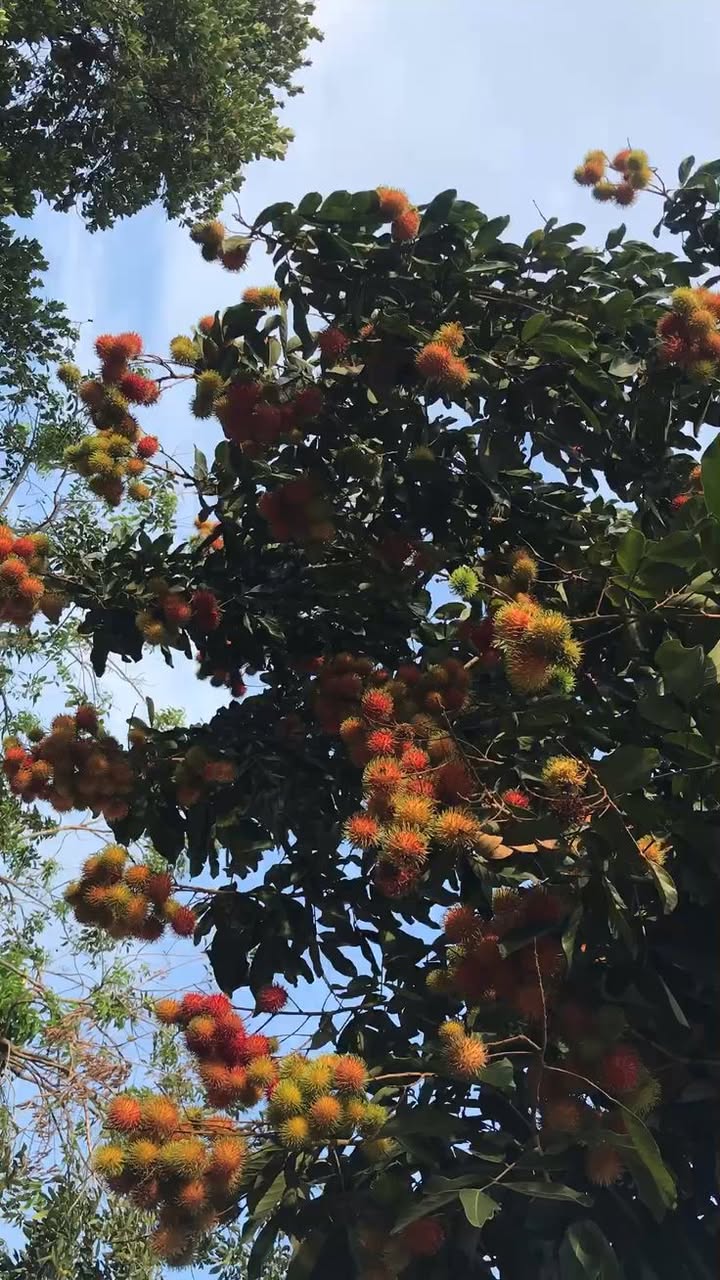 Đất vườn 1.500m² xã Thạnh Phú, huyện Vĩnh Cửu - Chỉ 800 triệu, sổ hồng chính chủ!