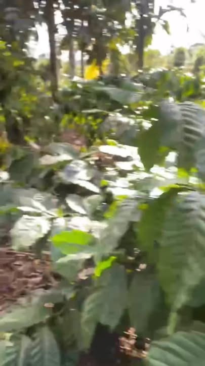 Đất nền 28.080m² xã Ea Drông - Giá chỉ 2.34 tỷ - Cơ hội đầu tư tuyệt vời!