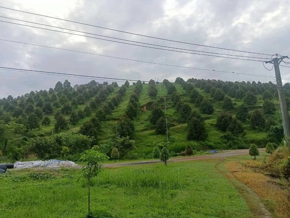 Farm sầu riêng Thái 2,7 ha tại Mỹ Đức, Lâm Đồng giá 24,3 tỷ - Cơ hội đầu tư sinh lời!
