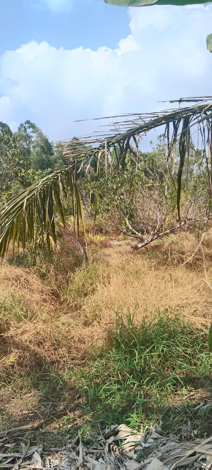 Đất vườn 4782m² tại xã Vĩnh Thuận Đông, giá chỉ 250 triệu - Cơ hội đầu tư tuyệt vời!