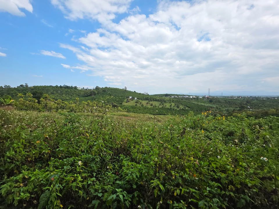 Đất nền B'lao Bảo Lộc 9000m² giá 11 tỷ - Đầu tư sinh lời hấp dẫn!