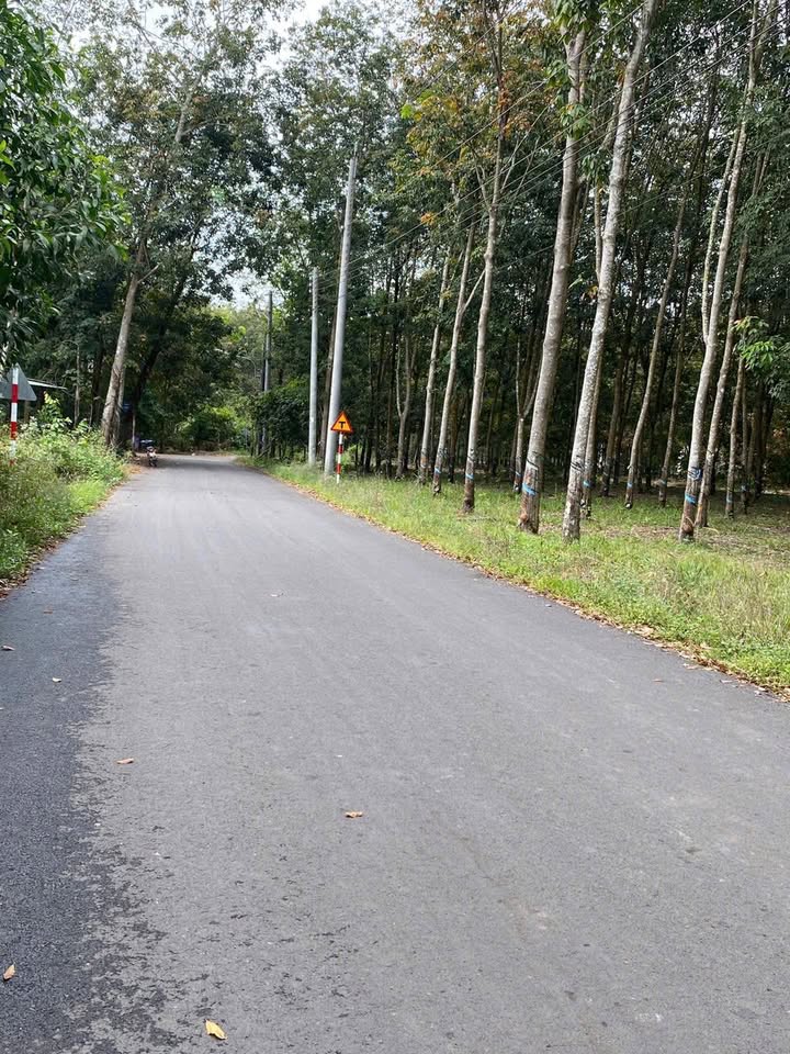 Đất nền Nhựa An Bình, Phú Giáo 500m² giá 1.2 tỷ - Sổ đỏ chính chủ!