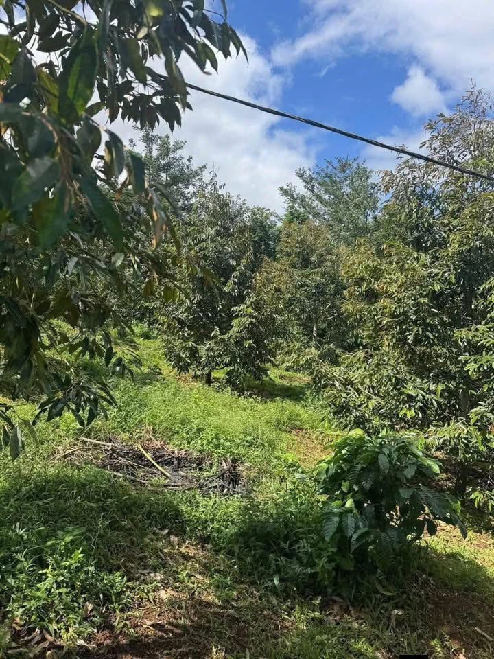 Lô rẫy đẹp thôn 1, xã Ea Ngai, huyện Krông Búk, 3700m² giá 1.8 tỷ - Đầu tư sinh lời hấp dẫn!