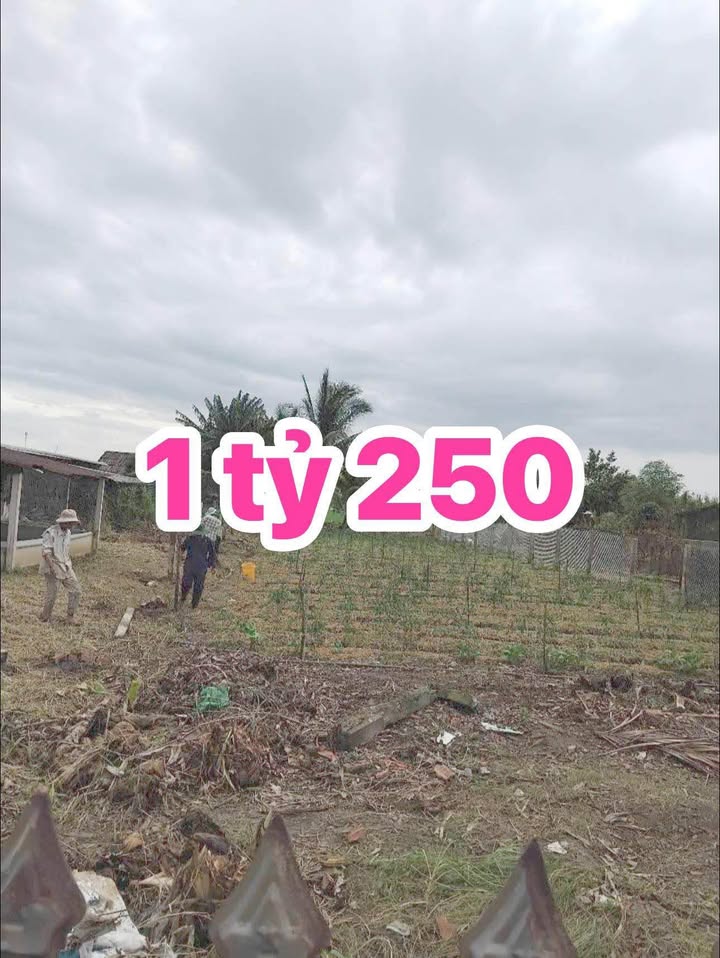 Đất thổ cư 100m² tại Khu phố Thuận Hòa, Gò Công - Giá chỉ 1.25 tỷ!