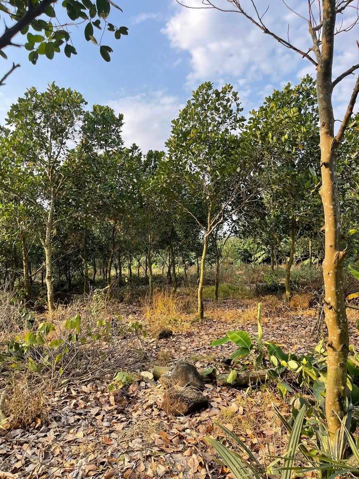 Đất nền Ấp Vĩnh An 6, Xã Trị An, 1000m² chỉ 1.2 tỷ - Sổ riêng sang tên ngay!