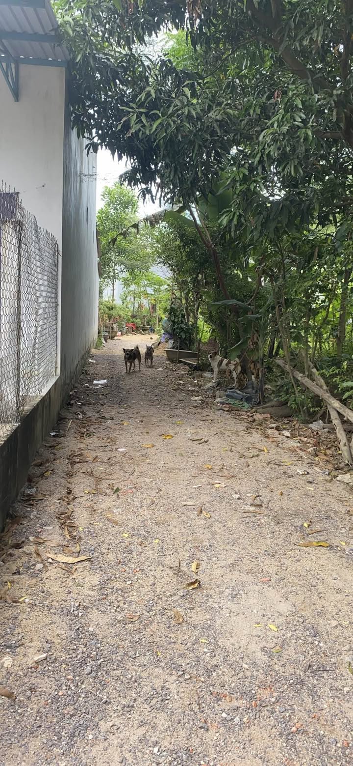 Lô đất Lê Công Miễn, Tuy Phước 100m² giá 700 triệu - Sổ hồng lâu dài, hỗ trợ vay