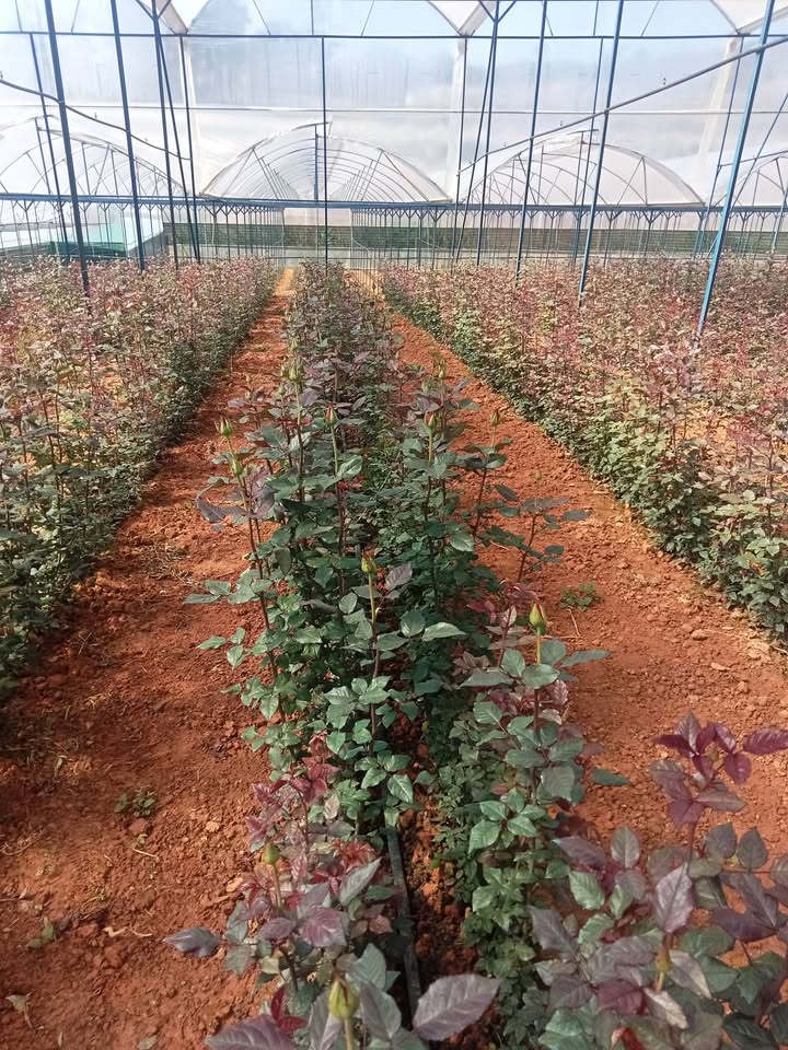 Farm cho thuê 5 sào bông hồng mới ghép tại Lạc Dương - Giá chỉ 225 triệu/năm!