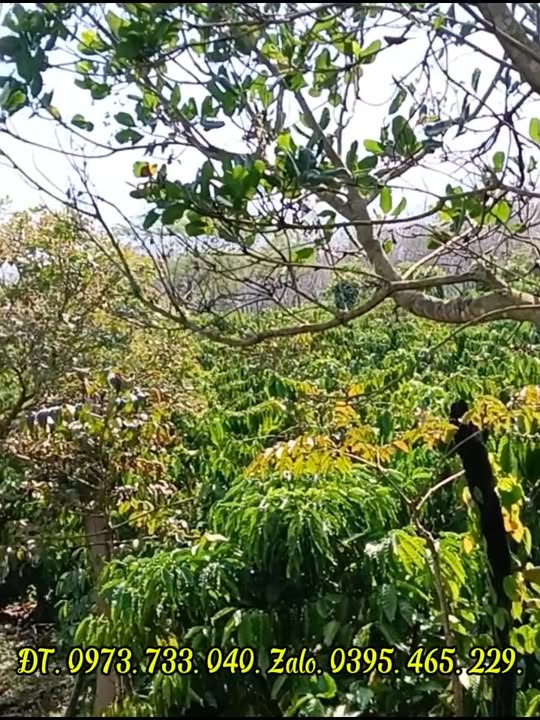 Farm 1,3ha tại xã Ia Nan, huyện Đức Cơ, giá 1,5 tỷ - Nguồn nước dồi dào