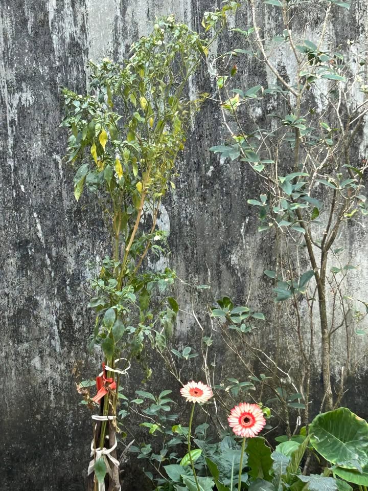 Đất nền Phường Đồng Mai, Quận Hà Đông 50m² - Đầu tư sinh lời ngay!