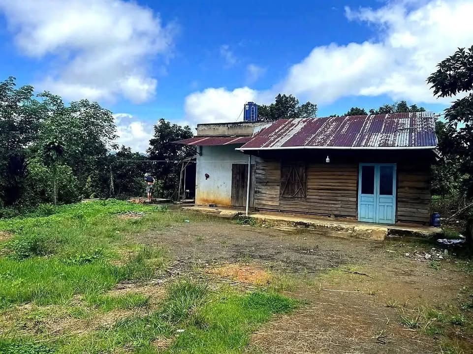 Đất thổ cư 2133m² tại Tân Lạc, Bảo Lâm - Giá chỉ 2.6 tỷ, bớt lộc