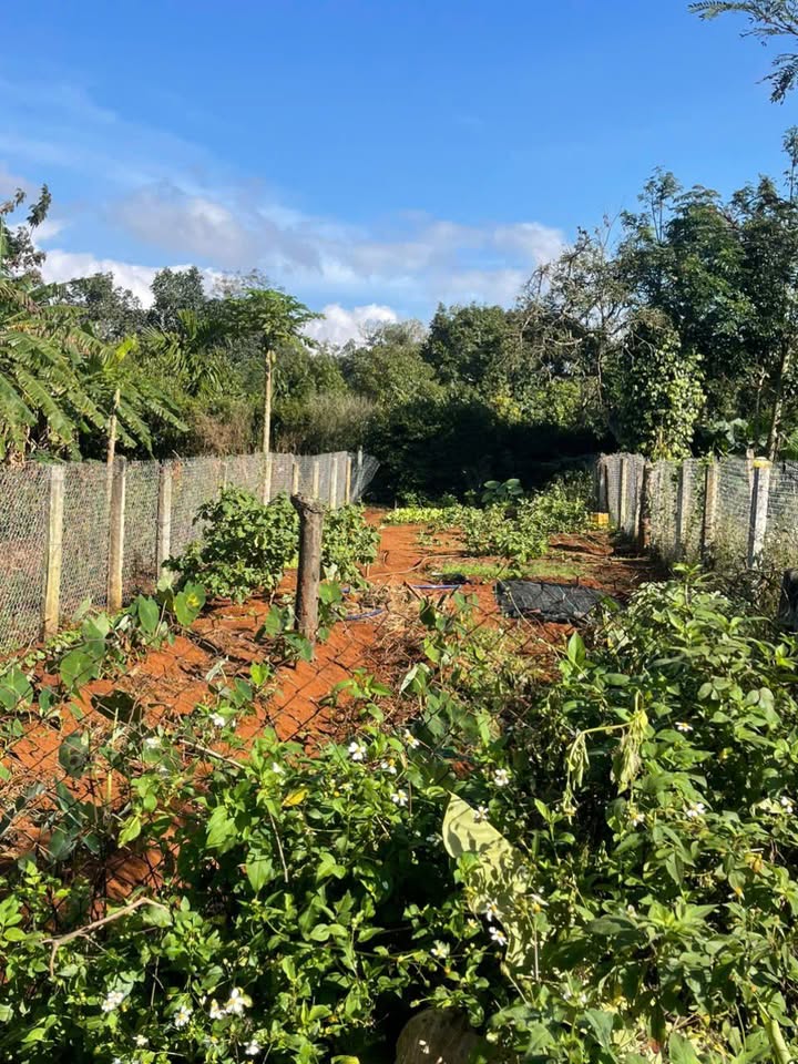 Đất nền đẹp tại đường Bùi Thị Xuân, Phước An, 180m² - Sổ đỏ chính chủ!