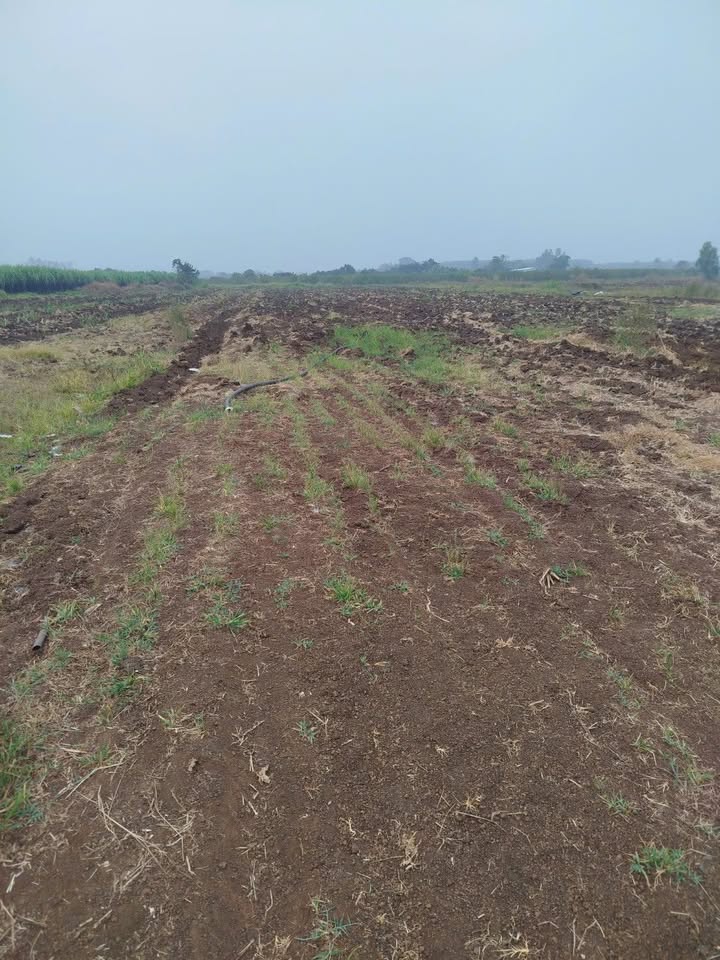 Đất Farm cho thuê tại Xuân Bắc, Đồng Nai - 3ha giá chỉ 120 triệu/tháng!