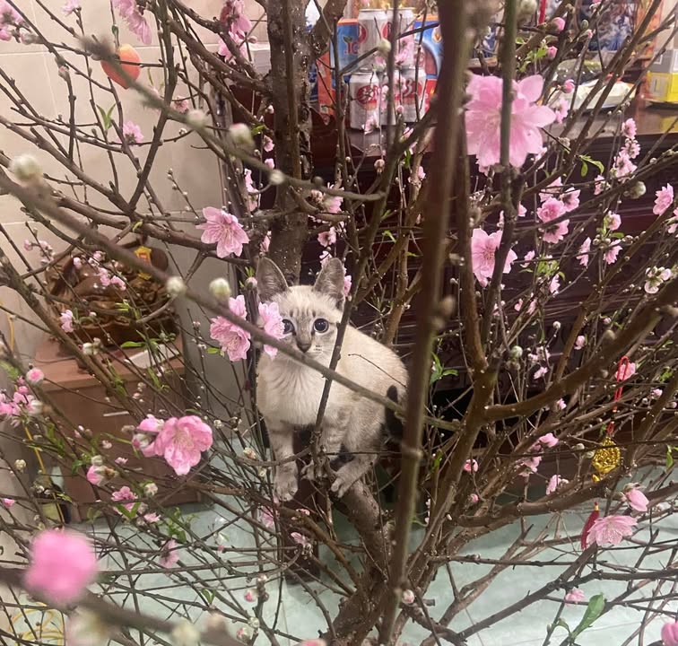 Đất nền đẹp mặt đường Tĩnh Hải, Hoà Nghĩa 1655m² - Giá chỉ 7 tỷ!