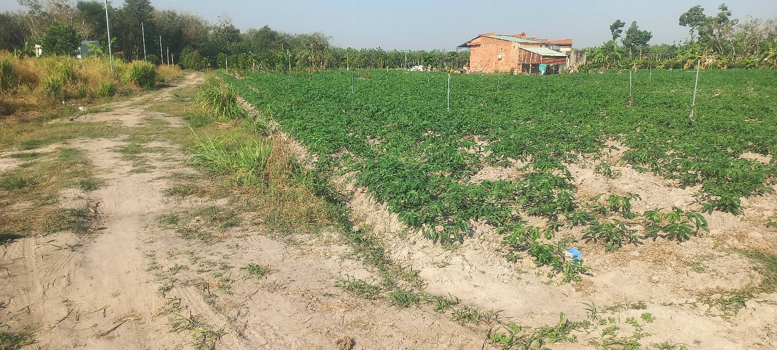 Đất nền phường Bình Minh, Tây Ninh 645m² giá 350 triệu - Cơ hội đầu tư tuyệt vời!