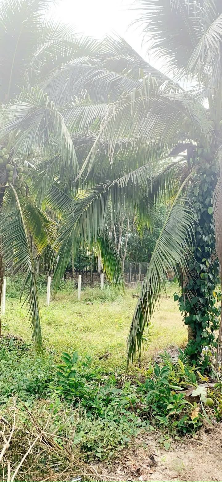 Đất Ninh Điền, Châu Thành, Tây Ninh 370m² - Giá tốt, chính chủ bán gấp!