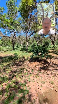 Vườn điều xen cà phê 3,2ha tại Bù Đăng, Bình Phước - Đất đỏ, giá đầu tư hấp dẫn!