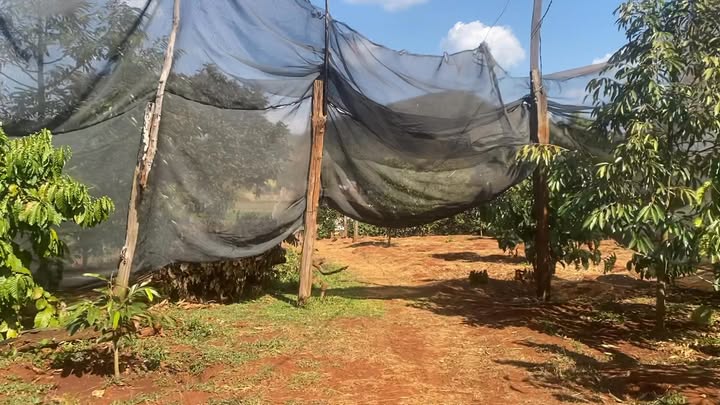 Farm đất 1.1ha tại xã Ea Lê, huyện Ea Súp - Cơ hội đầu tư hấp dẫn!