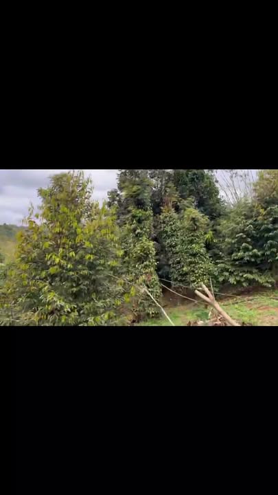 Farm 9 sào sầu riêng Long Sơn Đắk Mil giá 1.95 tỷ - Đầu tư sinh lời ngay!