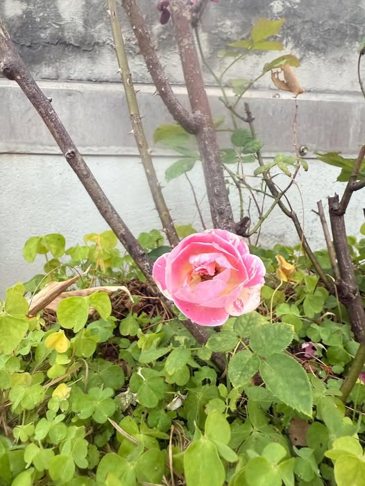 Nhà 3 tầng khu TĐC Kỳ Bá, Thái Bình 65m² giá 5 tỷ - Đầu tư sinh lời!