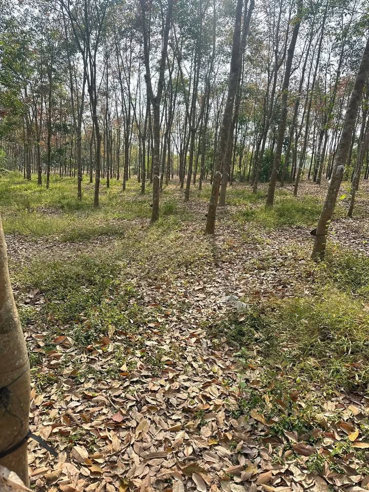 Đất nền mặt đường 30m tại phường An Lộc, 10.000m² chỉ 2 tỷ - Đầu tư sinh lời!