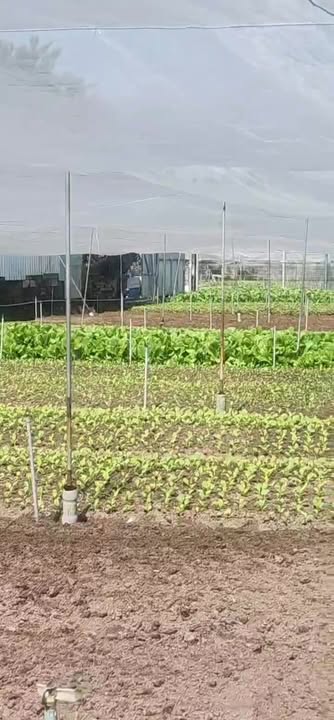 Đất vườn 1.800m² xã Tân Hiệp, Hóc Môn - Tiềm năng phát triển thổ cư!