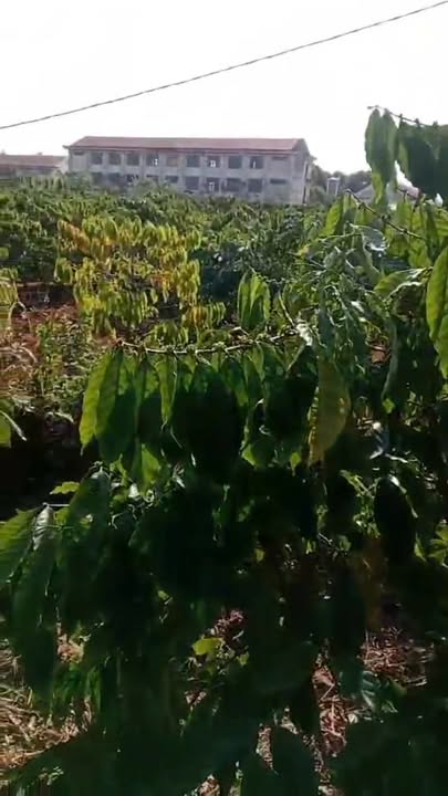 Đất Farm 4.3 sào tại xã Đắk Sôr, huyện Krông Nô - Giá thỏa thuận hấp dẫn!