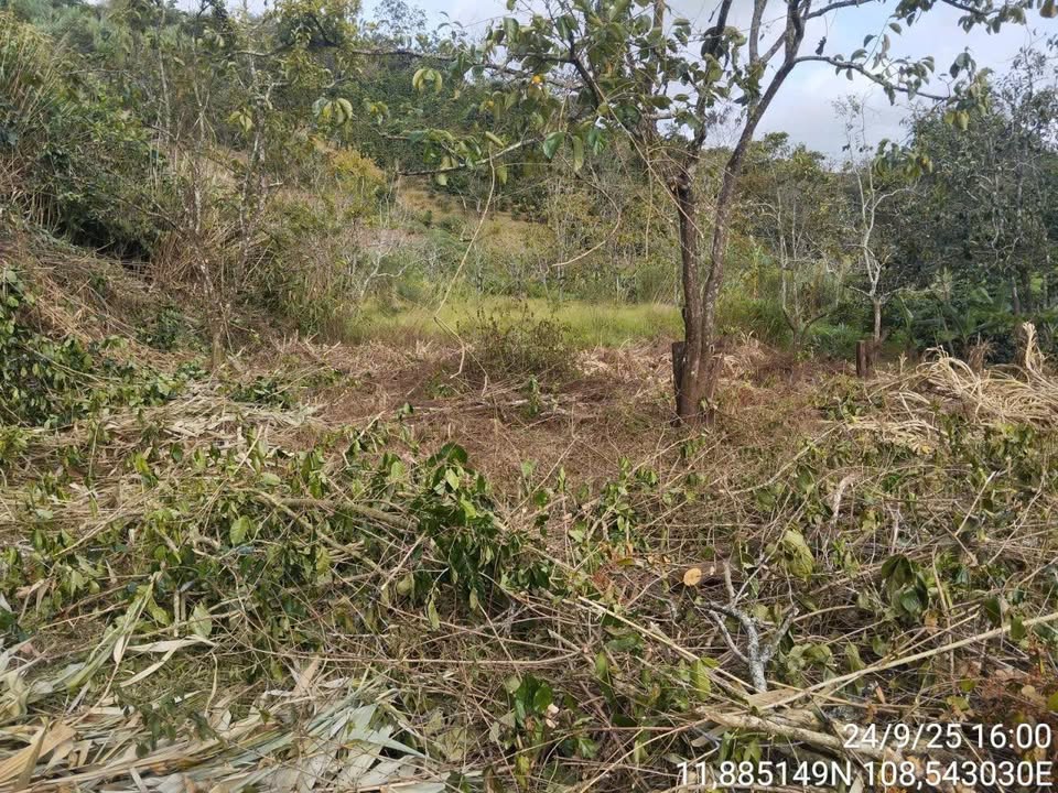 Đất nền Xuân Trường Đà Lạt 1000m² giá 1.55 tỷ - View thoáng mát, thuận tiện đầu tư!